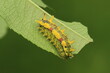 Spiny oak slug caterpillar (Euclea delphinii)