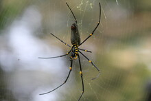 Huge Golden Orb Spider In A Web