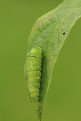 Wall Mural - Zebra swallowtail butterfly caterpillar (eurytides marcellus) covered in dew 