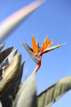Strelitzia,  Orange Flower And Sky