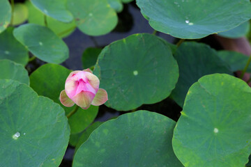 Wall Mural - Pink lotus flower blooming in pond with green leaves