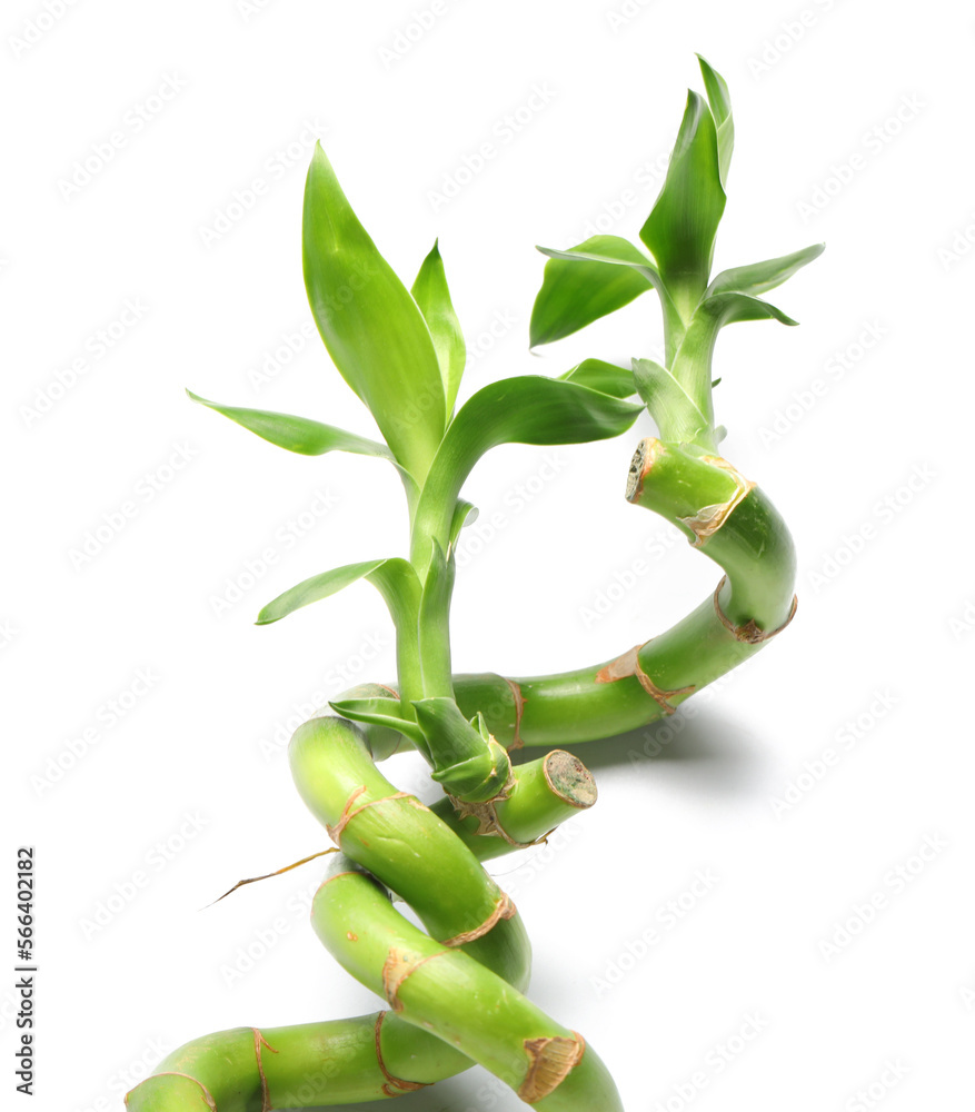 Bamboo stems isolated on white background