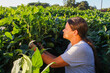 Farmer or agronomist analyzing her soy plantation