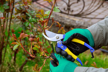 Pruning A Rose In The Garden With Garden Shears. The Farmer Works In The Garden.
