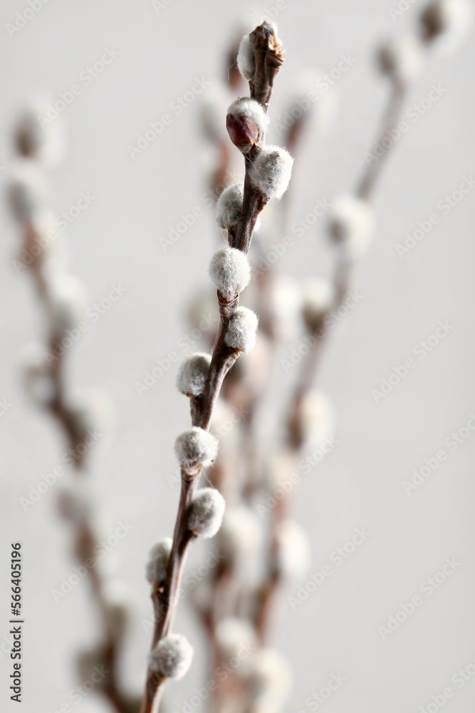 Pussy willow branches on white blurred background