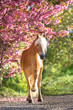Portrait of a  haflinger horse with sakura