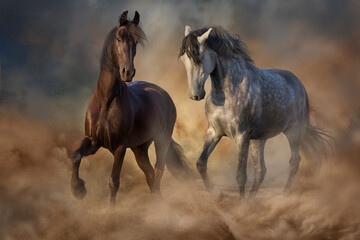 Wall Mural - black and white horse trotting in dust