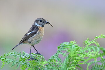 stonechat (Saxicola rubicola)