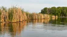 Reeds On The Lake After Sunrise