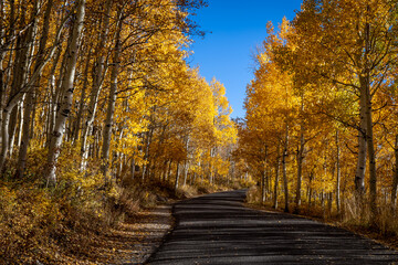 Wall Mural - Golden Autumn Leaves on Aspen Trees Lining an Asphalt Road in the Fall