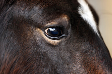 Adorable black horse on blurred background, closeup. Lovely domesticated pet