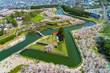 Goryokaku park in springtime cherry blossom season ( April, May ), aerial view star shaped fort in sunny day. visitors enjoy the beautiful full bloom sakura flowers in Hakodate city, Hokkaido, Japan