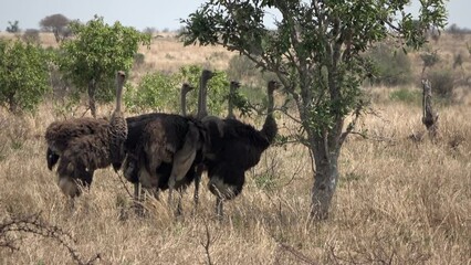 Common Ostrich gathers in shade under tree, Africa 
Kruger National Park, South Africa, 2022 
