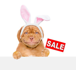 Aufkleber - Smiling puppy wearing easter rabbits ears looks from behind empty white banner and shows signboard with labeled 