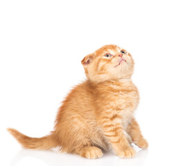 Poster - Curious ginger kitten sitting and looking up on empty space. isolated on white background