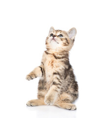 Poster - Playful tabby kitten standing on hind legs and looks up on empty space. isolated on white background