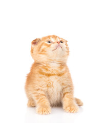 Poster - Curious ginger kitten sitting and looking up on empty space. isolated on white background
