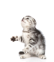 Poster - Playful tabby kitten sitting and looking up on empty space. isolated on white background
