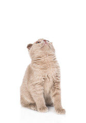 Poster - Playful gray kitten sitting and looking up on empty space. isolated on white background