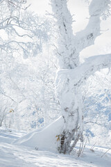 Wall Mural - old tree covered in fresh white snow
