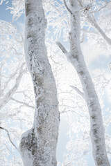 Wall Mural - snow covered birch tree trunks