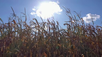 Wall Mural - Tall corn field against summer sun. Ripe corn stalks on the field.