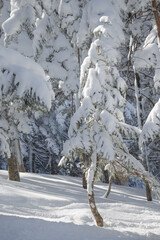 Wall Mural - single young spruce in winter forest