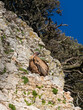 A Eurasian griffon vulture sits perched on a rocky cliff. Taken in Burgos, Spain, in January 2023.