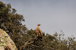 An Eurasian griffon vulture perched on a tree branch next to a rocky cliff. Taken in Burgos, Spain, in January 2023.