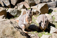 The Yellow Footed Rock Wallaby Is Is An Australian Marsupial