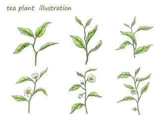 tea plant illustration