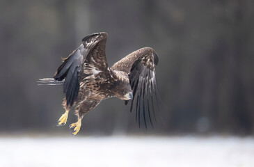 Poster - Sea eagle or white tailed eagle ( Haliaeetus albicilla)