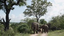 A Herd Of Elephants With Calves Is Walking On A Dirt Road Through Green Bushes And Trees, Stopping Now And Then To Pluck Leaves To Eat.