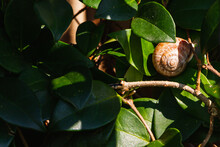 Close-up Of A Snail Lies On Bright Tropical Leaves Under Bright Sunbeams