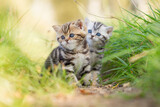 Fototapeta Zwierzęta - zwei Katzen, Britisch Kurzhaar Kätzchen sitzen auf grüner Wiese im Frühling