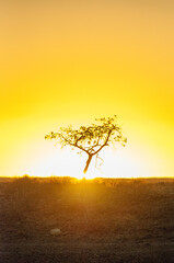  Telephoto shot of a single tree silhoutte, backlit by the setting sun. Near Sesriem Canyon Namibia.