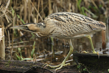 Wall Mural - a rare hunting bittern, botaurus stellaris, walking across a dead tree trunk in the water to another