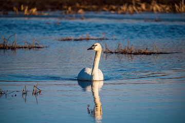 Wall Mural - swan on the lake