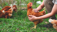 Chicken Or Hen Was Holded By Her Owner, Concept Of Caring Farming Or Agriculture. An Eco-friendly Or Organic Farm. Free Cage Hen, Happy And Healthy Chicken In Outdoor Farm. Slow Lifestyles.