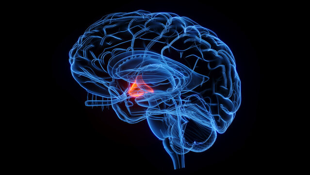 3D rendered medical illustration of the hypothalamus