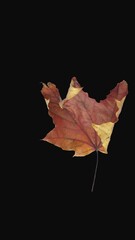 Wall Mural - Time lapse of resurrection red Maple leaf with ALPHA transparency channel isolated on black background, vertical orientation