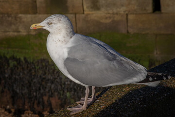 Aufkleber - A close up portrait of a herring gull, showing the full body as it is perched on a stone wall