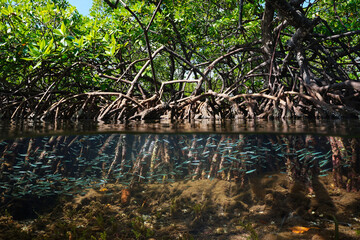 mangrove habitat split view over and under water surface, foliage with roots and shoal of fish under