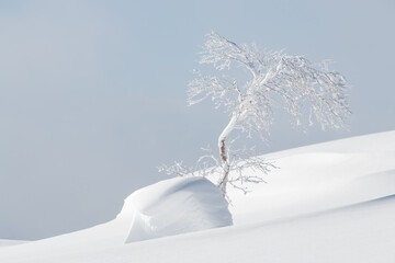 Wall Mural - small tree surrounded by fresh winter snow