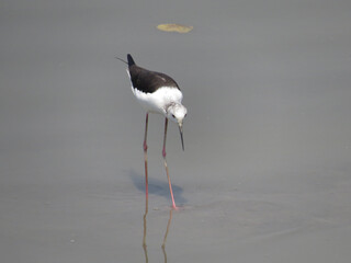 The black-winged stilt, common stilt, or pied stil