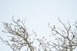 © Cavan Images - Straight on view of a Northern Shrike bird sitting on a tree branch