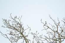 Straight On View Of A Northern Shrike Bird Sitting On A Tree Branch