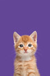 Portrait of an adorable ginger kitten looking at the camera on a bright blue background with space for copy