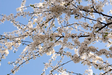 Wall Mural - A lot of white cherry flowers on branches with a soft blue background