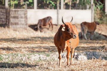 Brown cow in the lao country.